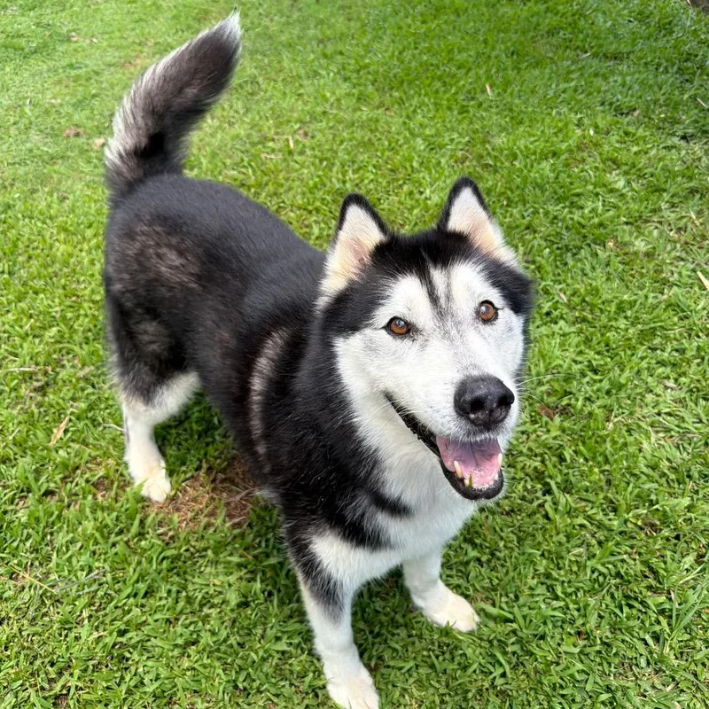 An adult large-sized male Black Husky dog named Happy for adoption in Keaau, HI