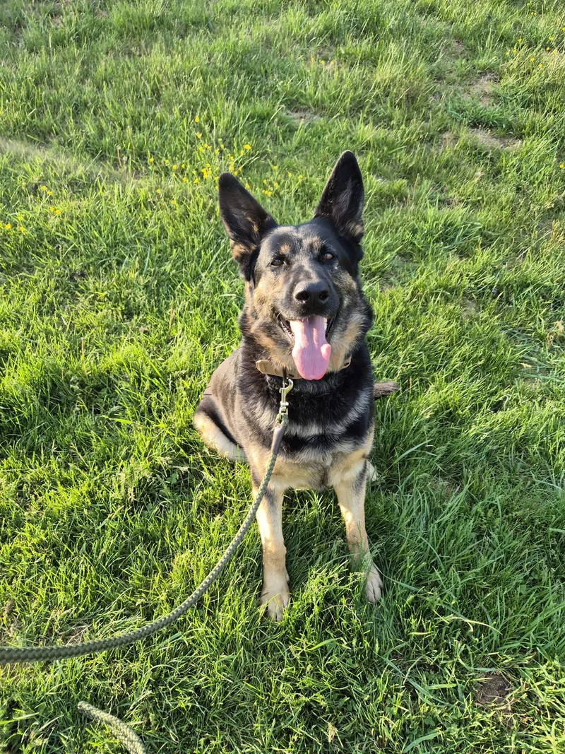An adult extra large-sized male German Shepherd Dog dog named Joe for adoption in Fries, VA