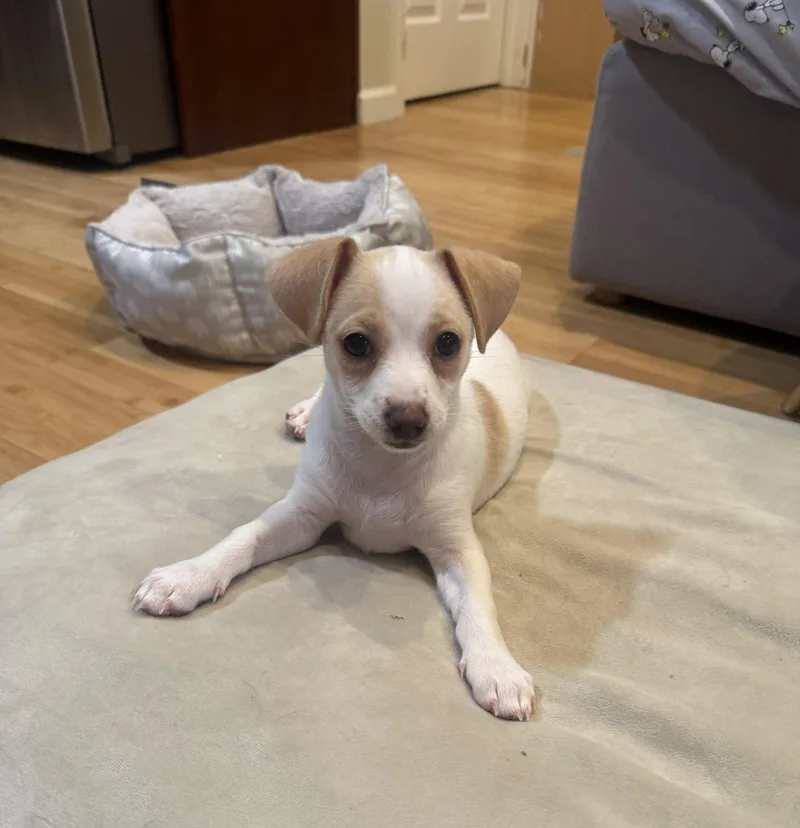 A young small-sized female Terrier dog named Sunday for adoption in Sunnyvale, CA