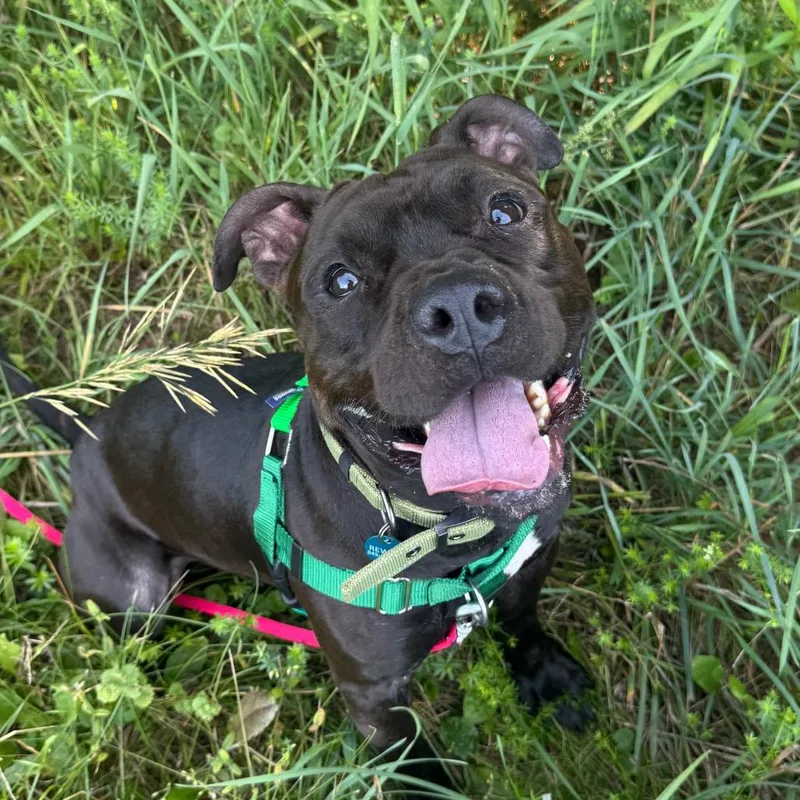 An adult medium-sized male Brown / Chocolate Mixed Breed dog named Quiztopher for adoption in Bangall, NY