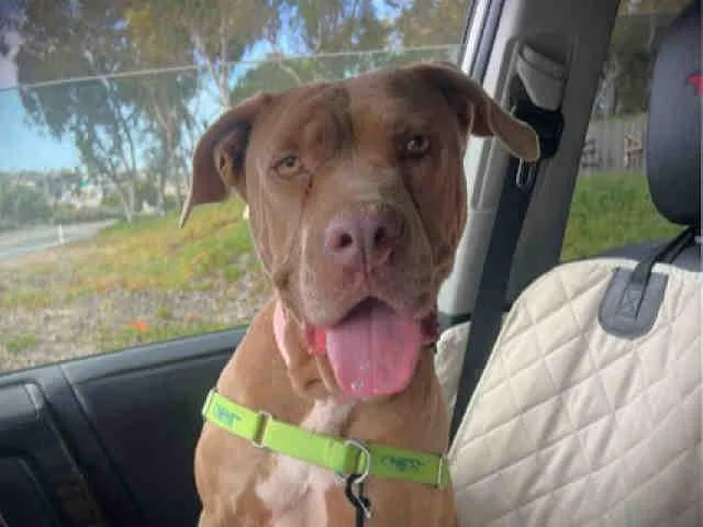 An adult medium-sized female Pit Bull Terrier dog named Macy for adoption in Carlsbad, CA