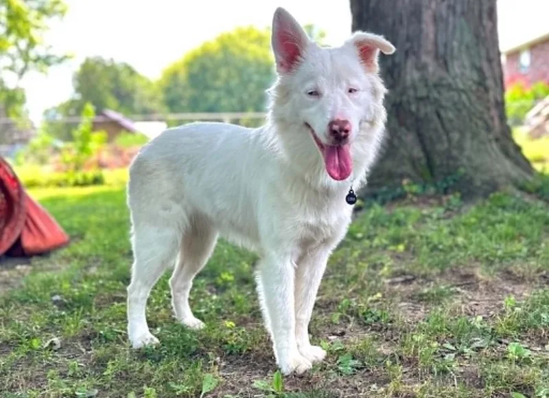 A young medium-sized female Australian Shepherd dog named Katara for adoption in Troy, IL