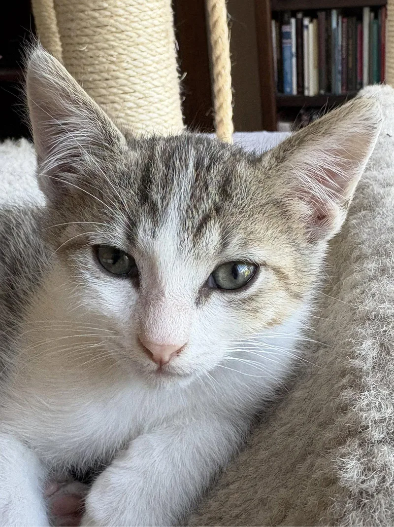 A baby medium-sized male Gray & White Tabby cat named Vincent for adoption in San Jose, CA