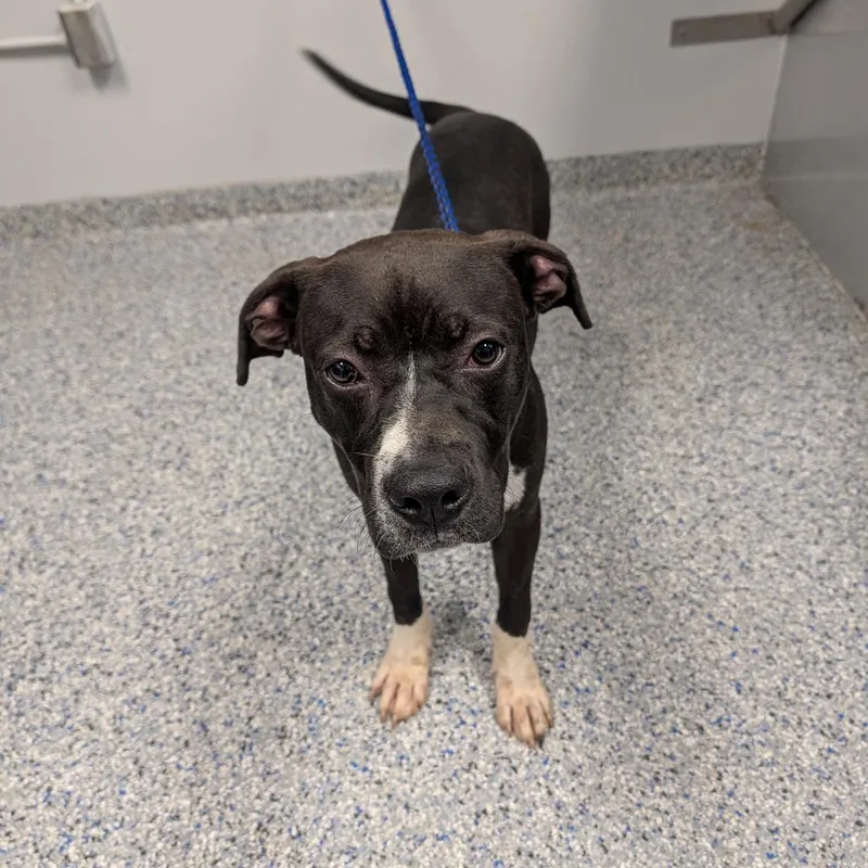 A young medium-sized male Black Mixed Breed dog named Ralph for adoption in Greenville, SC