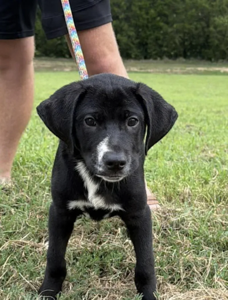 A baby medium-sized male Black Labrador Retriever dog named Tuck for adoption in Watertown, CT