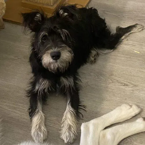 A baby small-sized female Schnauzer dog named Dalia for adoption in San Juan Capistrano, CA
