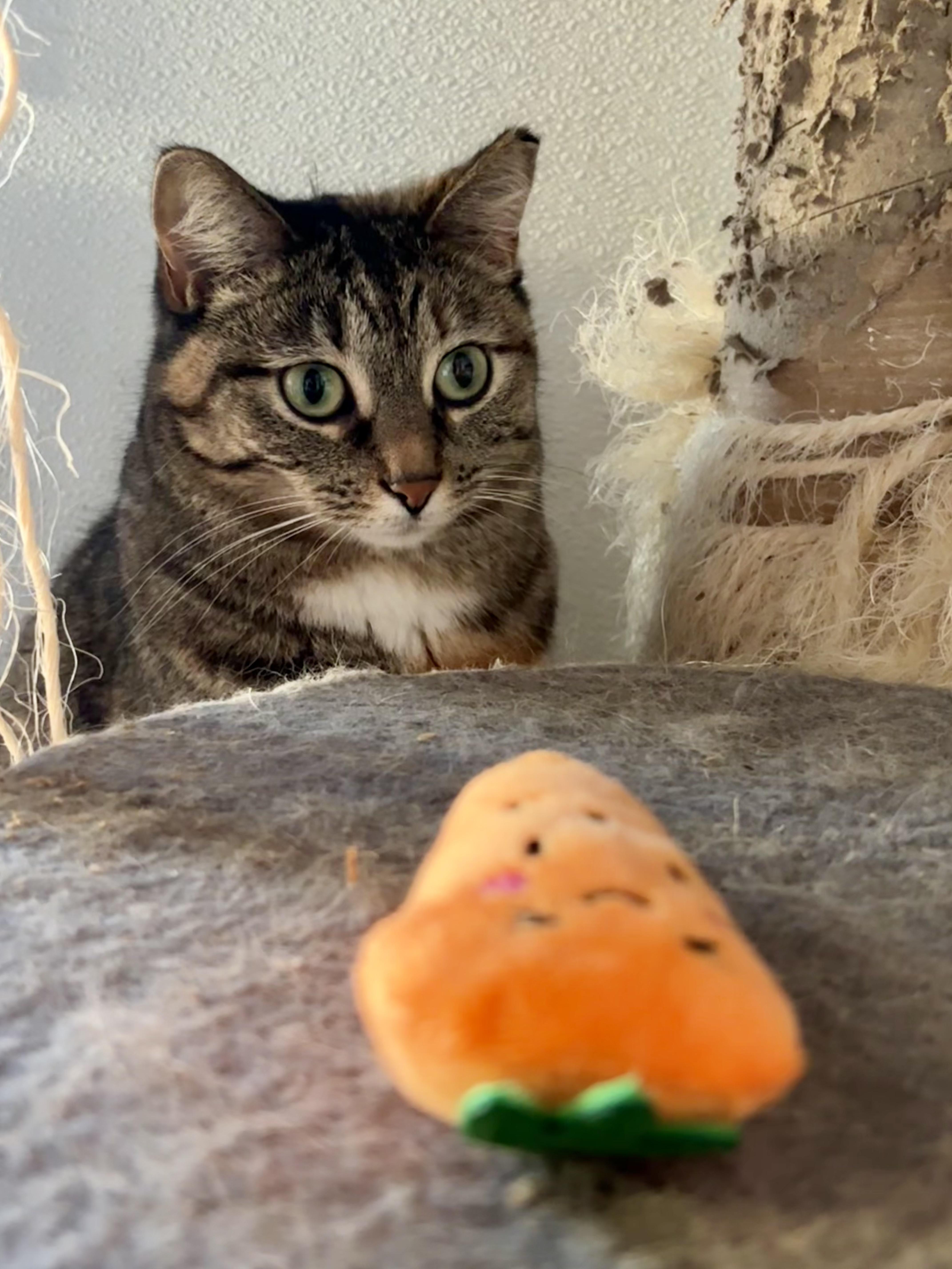 A young medium-sized female Dilute Calico Domestic Short Hair cat named Vivian for adoption in Shenandoah, IA