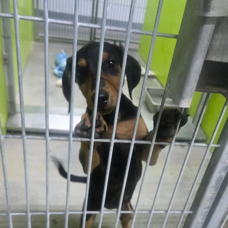 A young small-sized female Miniature Pinscher dog named Bea for adoption in San Jacinto, CA