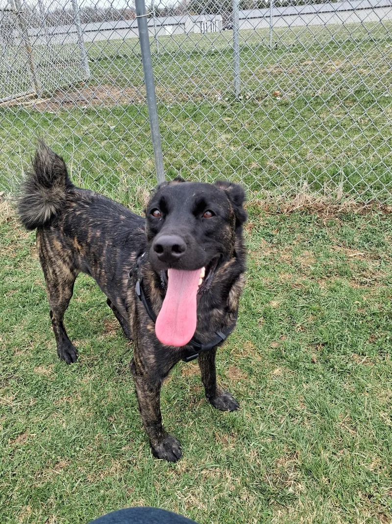 An adult medium-sized male Black Shepherd dog named Tigger for adoption in Dodgeville, WI