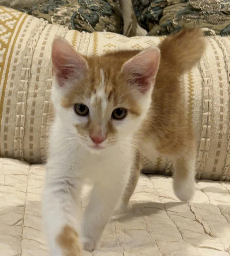 A young medium-sized male Tabby cat named Tommy for adoption in Oxford, MS