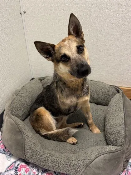 An adult medium-sized female Brown / Chocolate Shepherd dog named Mercy for adoption in Tinley Park, IL
