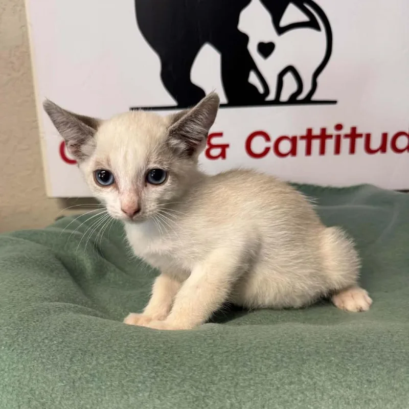 A baby small-sized female Domestic Short Hair cat named Avelo for adoption in Incline Village, NV
