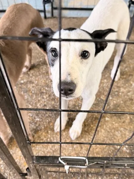 A young medium-sized male Mixed Breed dog named Ezra for adoption in Mobile, AL