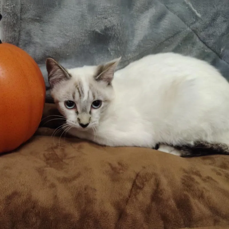 A baby small-sized female Siamese cat named Luau for adoption in Coos Bay, OR