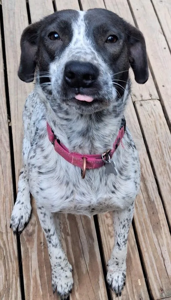 An adult medium-sized female Tricolor (Brown, Black, & White) Pointer dog named Rosalina for adoption in Boston, MA