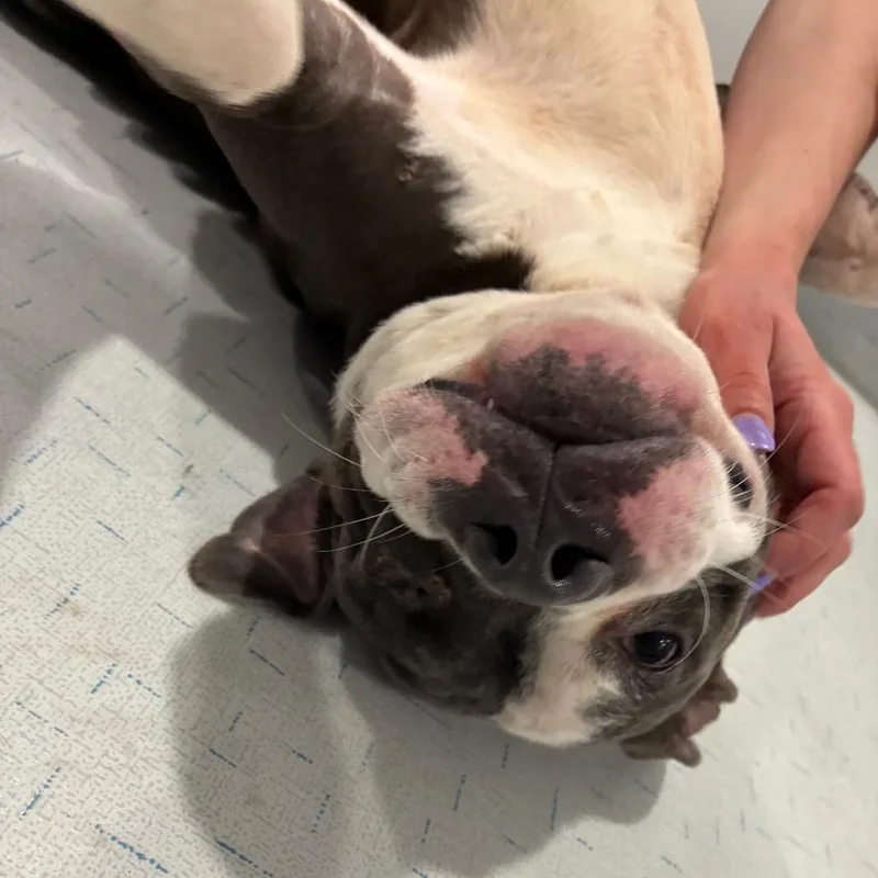 An adult medium-sized male Black English Bulldog dog named Mosby for adoption in Northbrook, IL