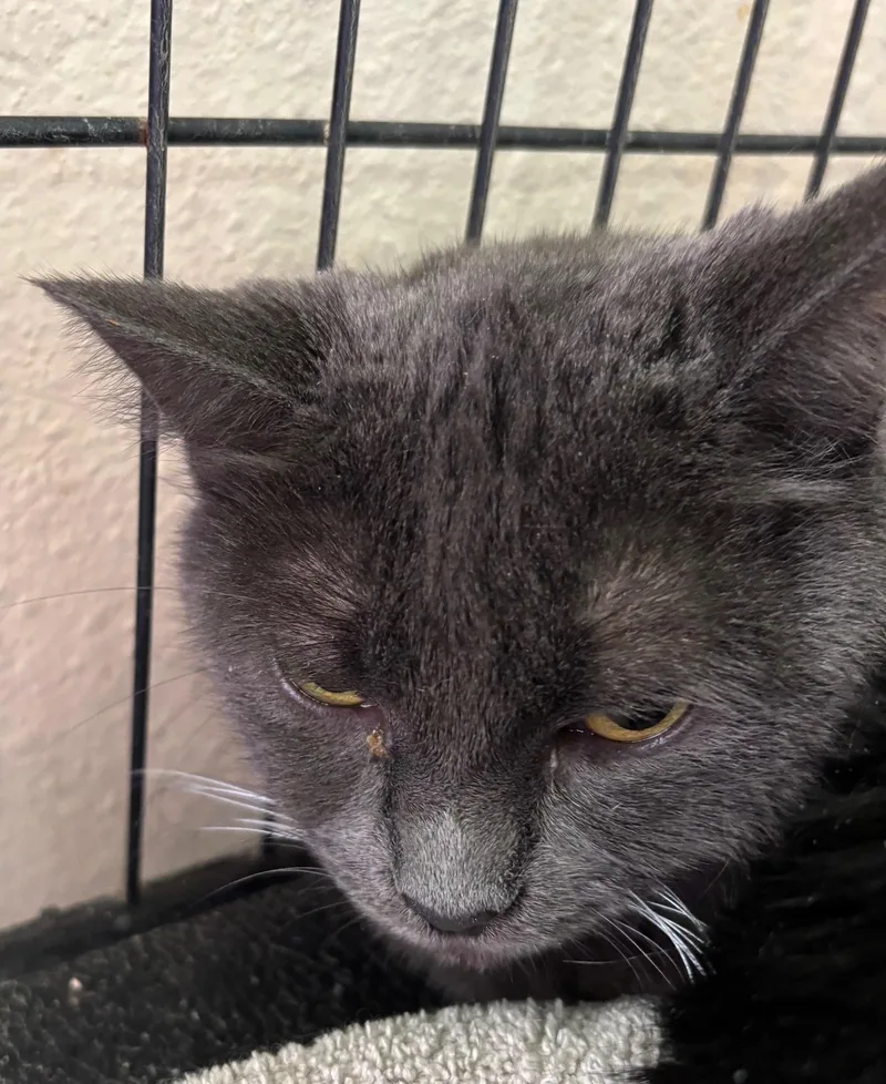 A young medium-sized female Gray / Blue / Silver Domestic Short Hair cat named Silver for adoption in Raymond, WA