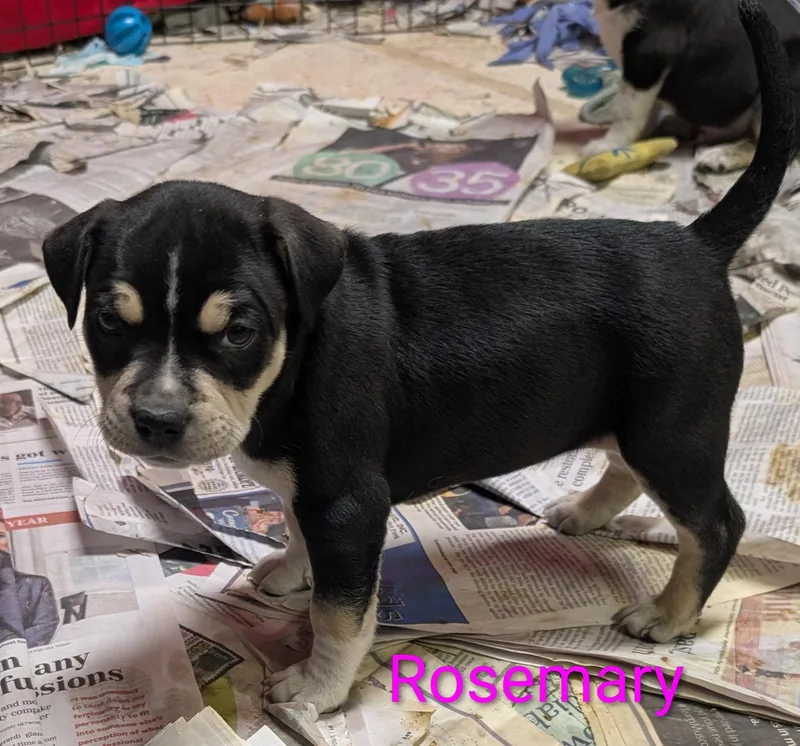 Rosemary thumbnail 2