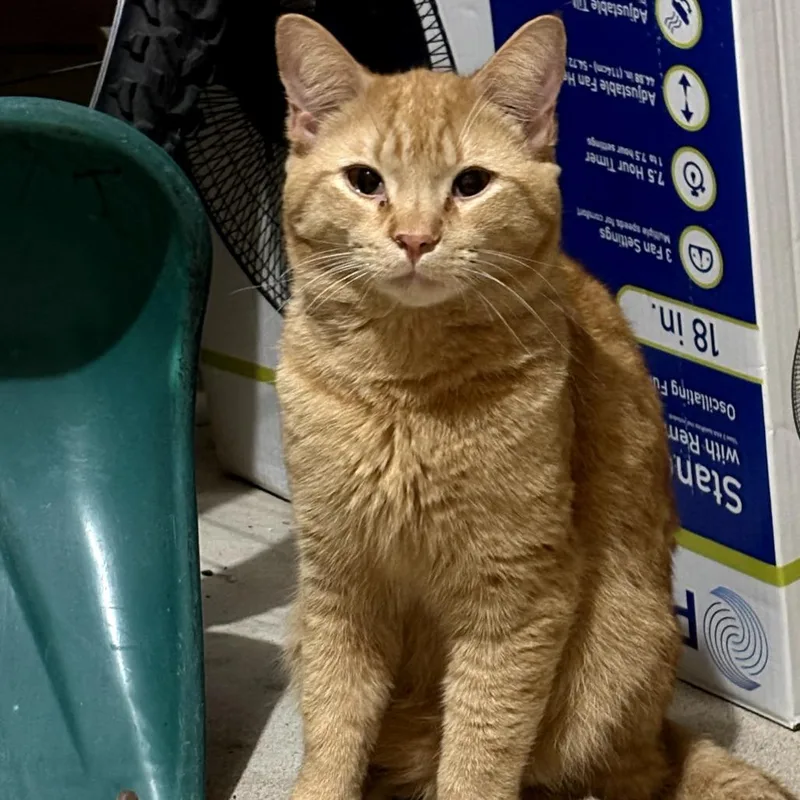 A young medium-sized male Orange / Red Domestic Short Hair cat named Chuck orange cutie for adoption in Carmel, IN