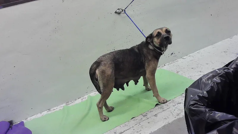 An adult large-sized female Staffordshire Bull Terrier dog named Sage for adoption in Houston, TX