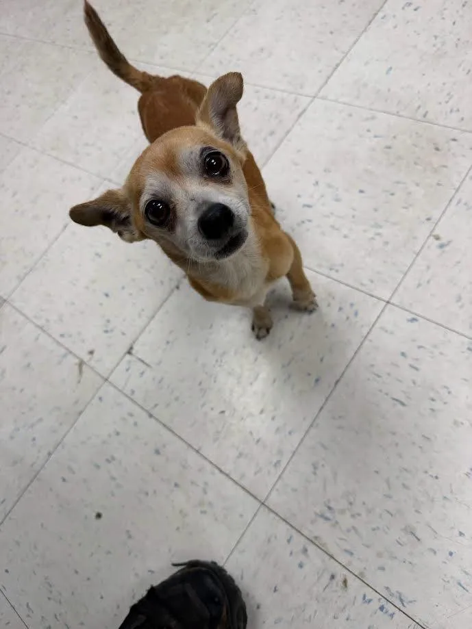 A senior small-sized male Apricot / Beige Chihuahua dog named Toby for adoption in Oakdale, CA