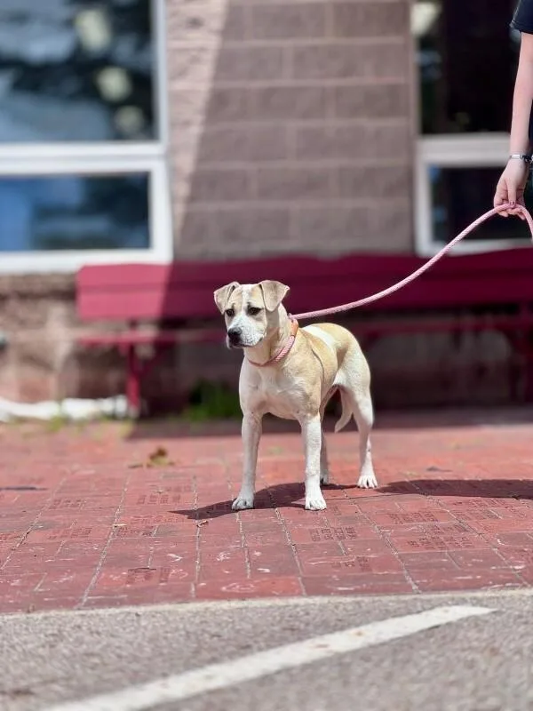 A young medium-sized female Yellow / Tan / Blond / Fawn Mixed Breed dog named Shake for adoption in Wooster, OH