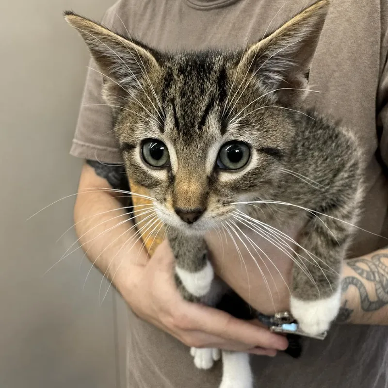 A baby small-sized male Brown / Chocolate Domestic Short Hair cat named Yoda for adoption in Austin, TX