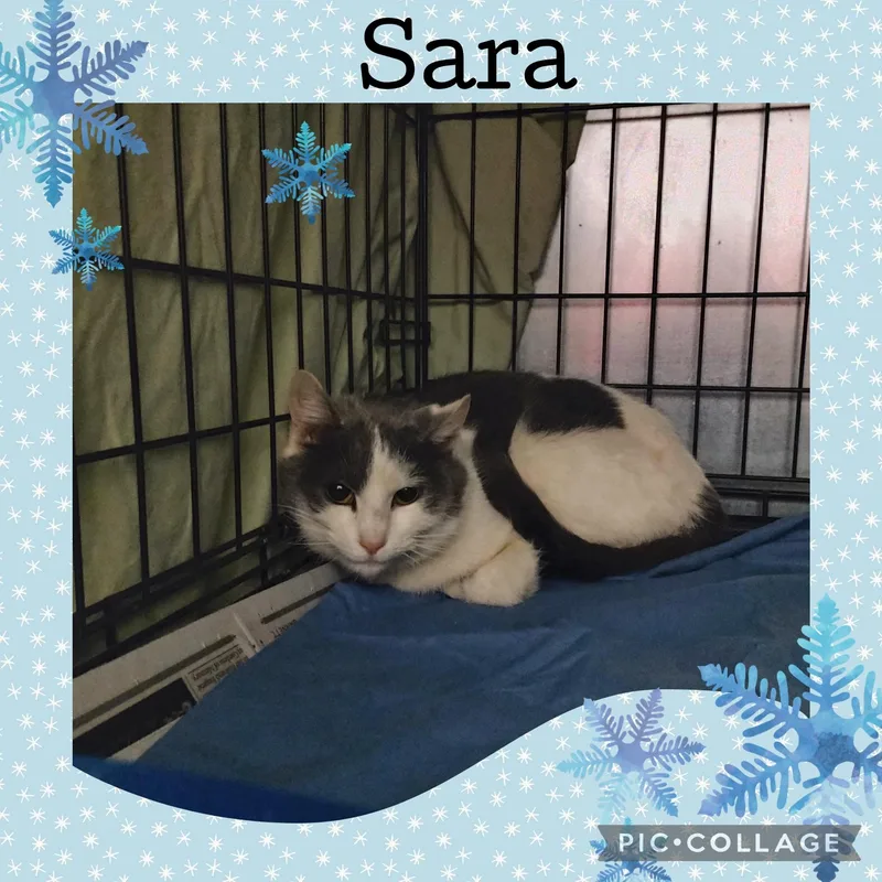 A young small-sized female Domestic Short Hair cat named Sara for adoption in Muncie, IN