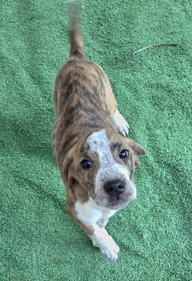 Chevy Puppy