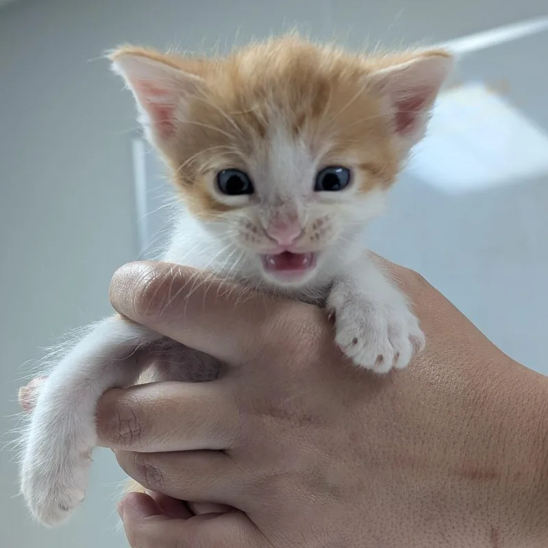 A baby small-sized male White Domestic Short Hair cat named Winston for adoption in Canton, IL