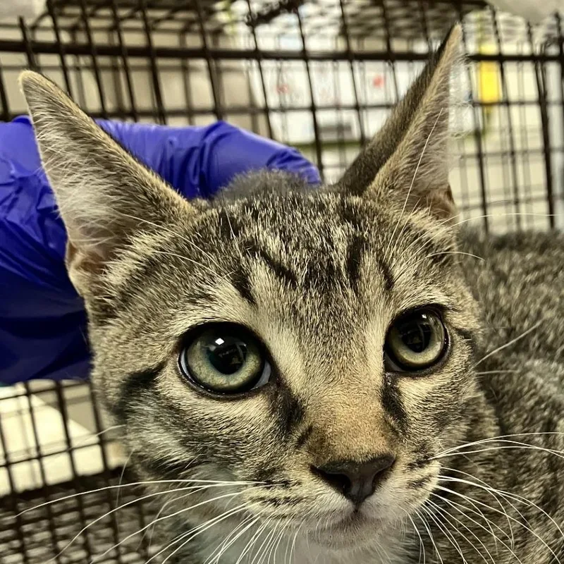 A baby small-sized male White Domestic Short Hair cat named 111110 for adoption in Las Cruces, NM