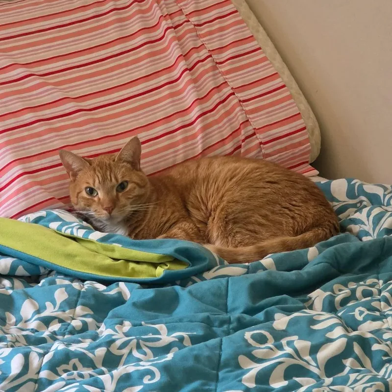 An adult small-sized male Orange / Red Domestic Short Hair cat named Sven for adoption in Jarrettsville, MD