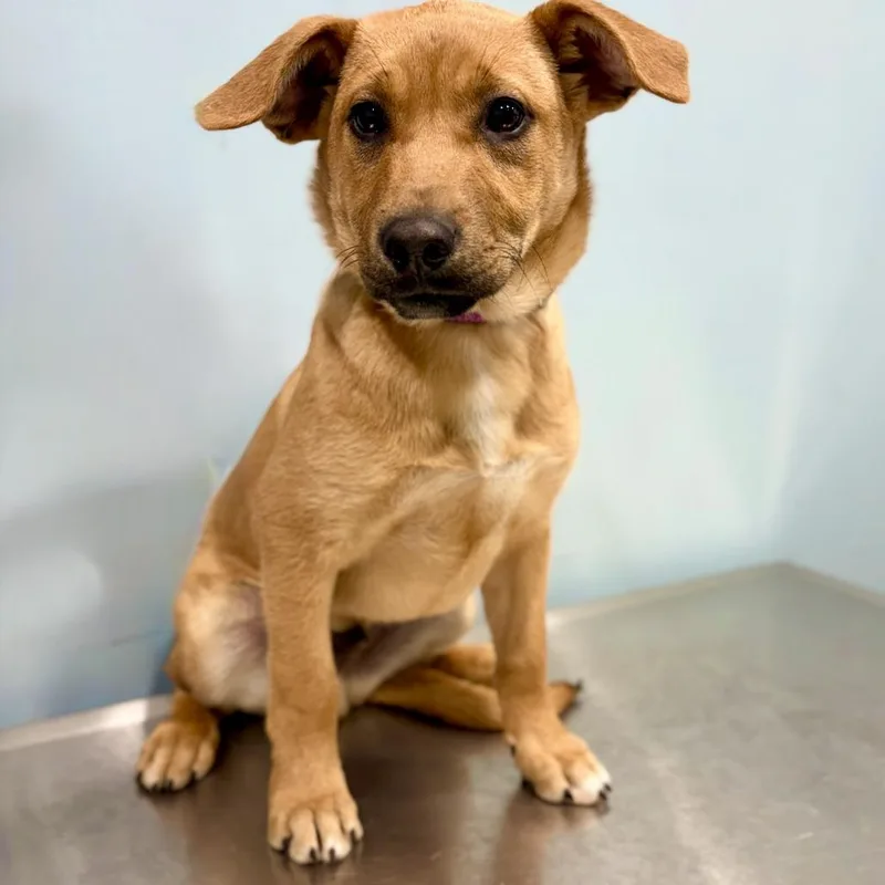 A baby medium-sized male Yellow / Tan / Blond / Fawn Mixed Breed dog named Tundra for adoption in Portland, OR