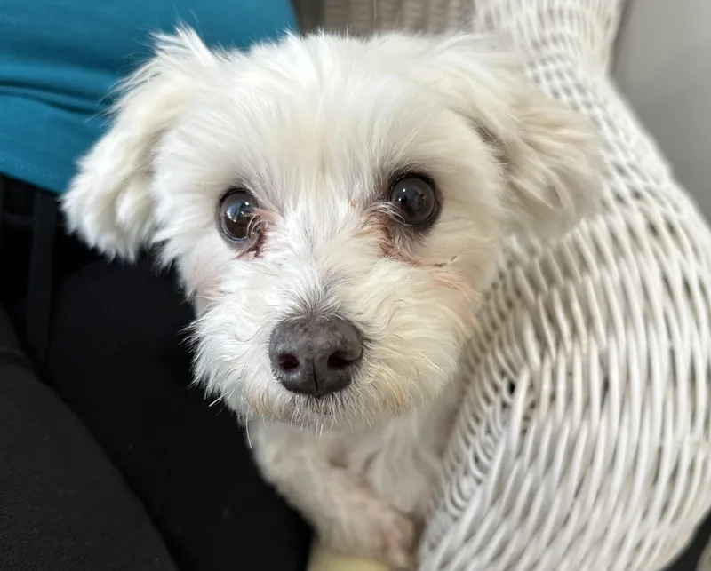 An adult small-sized female White / Cream Maltese dog named Taylor for adoption in Lawrenceville, GA