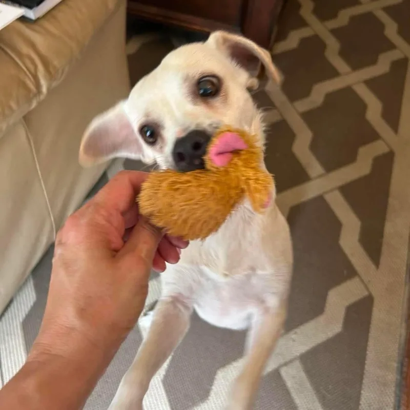 A young small-sized female White / Cream Chihuahua dog named Maia for adoption in Warren, RI