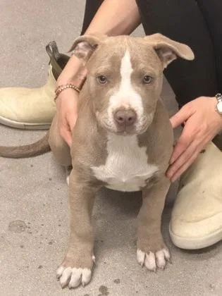 A baby small-sized male Mixed Breed dog named Clifford for adoption in West Chester, PA