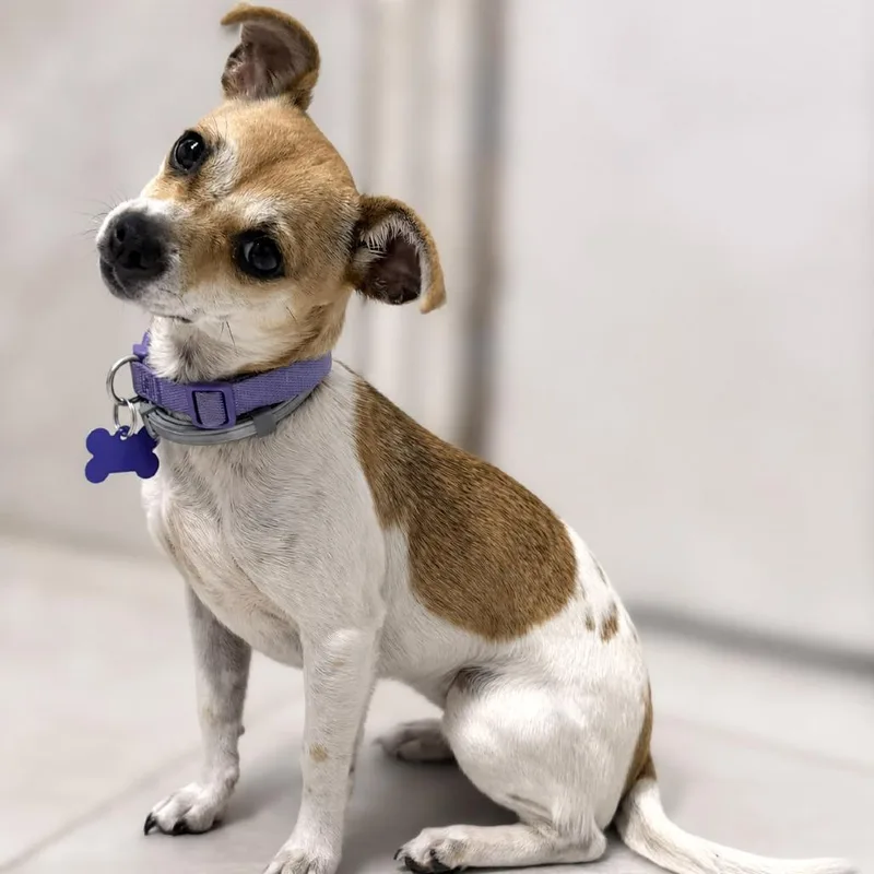 A young small-sized female Yellow / Tan / Blond / Fawn Chihuahua dog named Katie for adoption in Boerne, TX