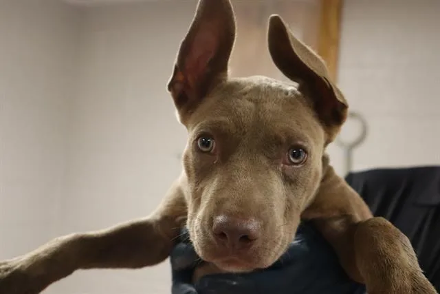 A baby small-sized male Mixed Breed dog named Bubba for adoption in Columbia, SC