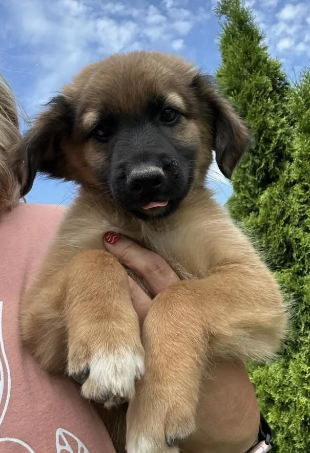 Buddy