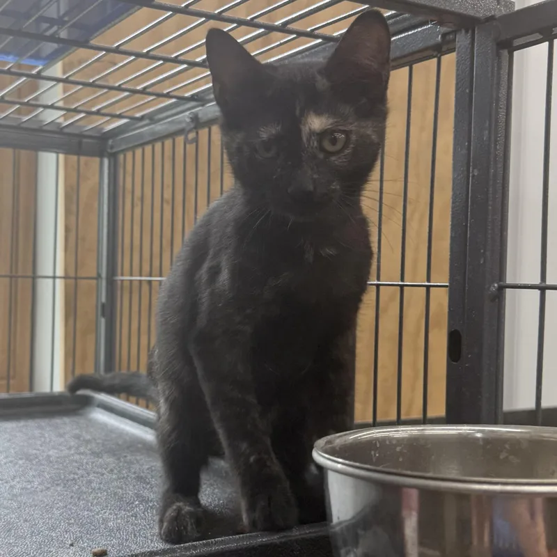 A baby medium-sized female Tortoiseshell Domestic Short Hair cat named Toffee for adoption in Richmond, MO
