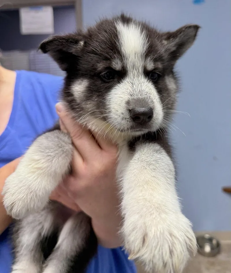 A baby medium-sized female Husky dog named Phoebe for adoption in GILBERTS, IL