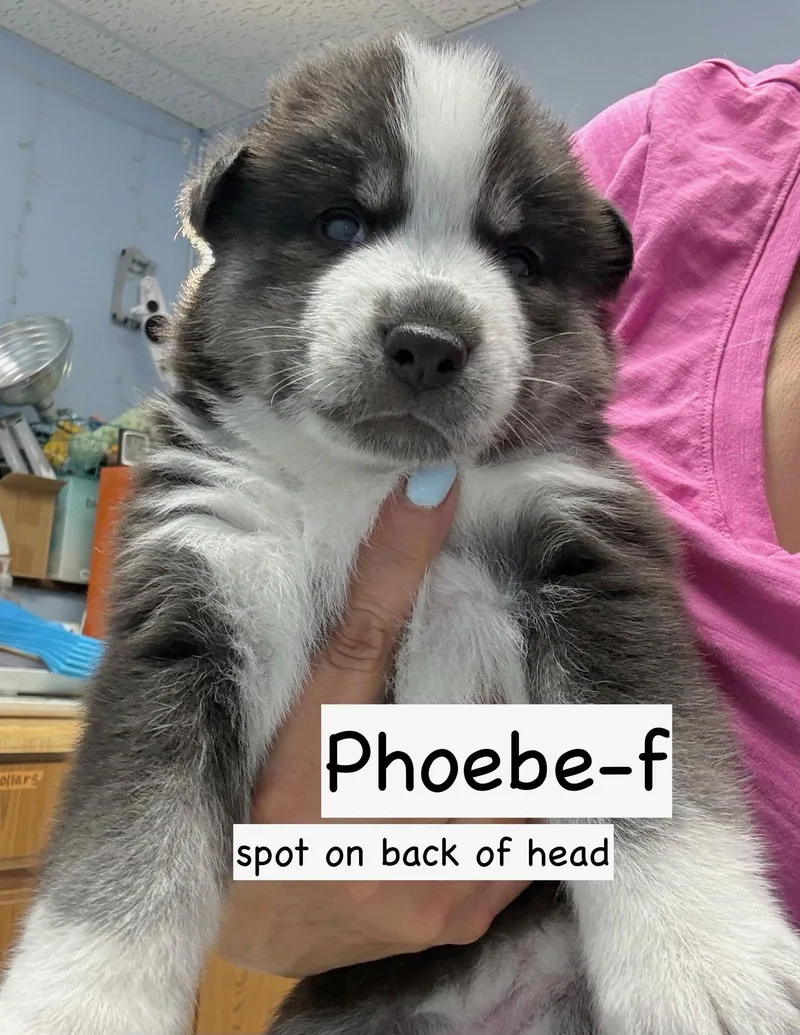 Phoebe thumbnail 2