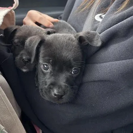 A baby small-sized male Black Mixed Breed dog named Dragonfly for adoption in Auburn, AL