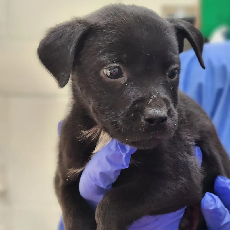 Dragonfly thumbnail 2