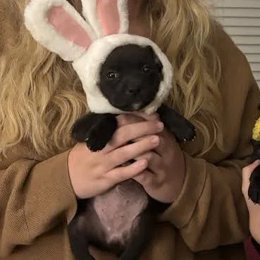 Dragonfly thumbnail 3