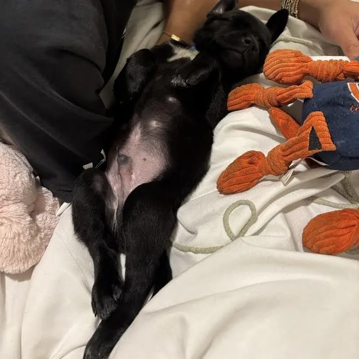 Dragonfly thumbnail 4