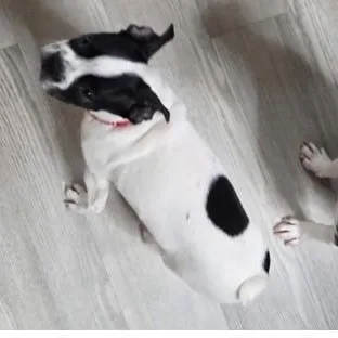A baby small-sized male Boston Terrier dog named Andy in MO for adoption in Elkhorn, NE