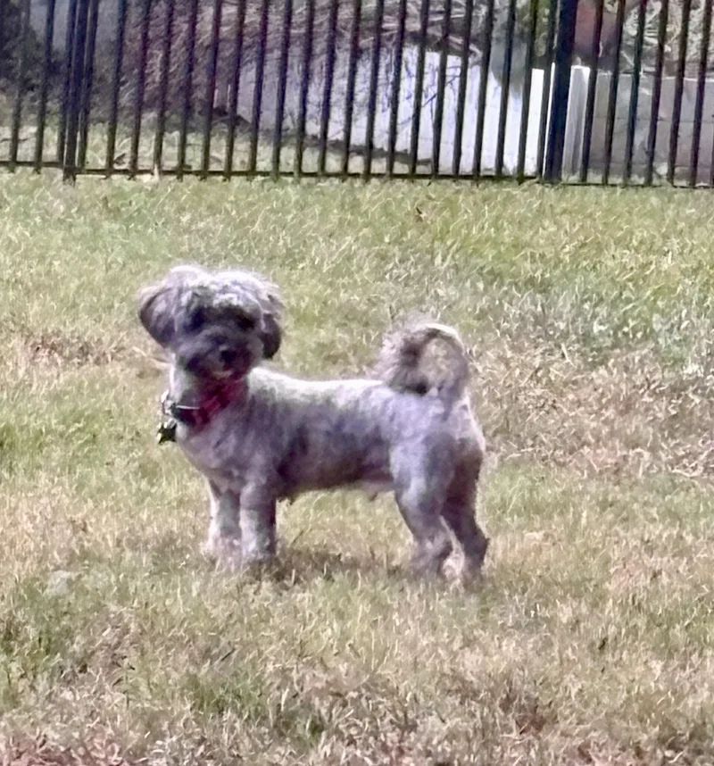 A young small-sized female Gray / Blue / Silver Standard Poodle dog named Sabrina for adoption in East Point, GA