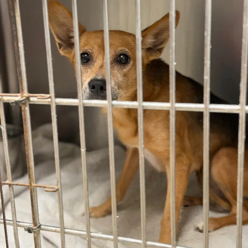 A senior small-sized female Black Terrier dog named Bruschetta for adoption in Fort Smith, AR