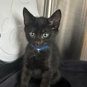 A baby small-sized male Black Domestic Short Hair cat named Coal for adoption in Knoxville, TN